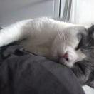 Shadow本尊98853的个人资料头像