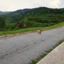 迪诺不想说话的个人资料头像