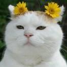 夏一尽人即去的个人资料头像