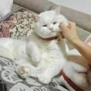 阿基不想说话的个人资料头像