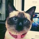 李怡萱的个人资料头像