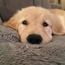 a_dog_programmer的个人资料头像