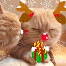 环游的行星爱学习的个人资料头像