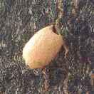 arollingstone同志的个人资料头像