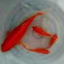 nick本尊99994的个人资料头像