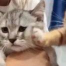 小橙子y的个人资料头像