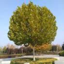 马波同志的个人资料头像