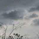 一株草的剑意的个人资料头像