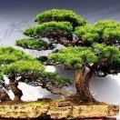 Leslie不想说话100559的个人资料头像