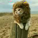 林元的个人资料头像