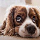 justfine的个人资料头像