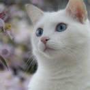猫的时间的个人资料头像