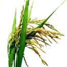 不能吃辣的的个人资料头像