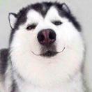 切切切切切糕的个人资料头像