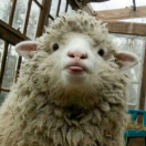 看天上有一个贝壳的个人资料头像