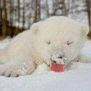 N维书_MenMen的个人资料头像