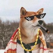 shuyudao的个人资料头像