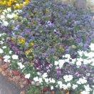 赵朋葛的个人资料头像