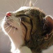 Chopin_Liszt的个人资料头像