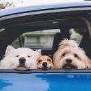 nikoYhz的个人资料头像