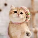 猫趴美丽姐猫咪健康顾的个人资料头像