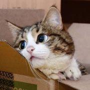 ASIMOV__W的个人资料头像