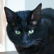 ELFVision的个人资料头像