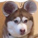 whoopsina的个人资料头像