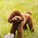 小胖子锅锅的个人资料头像