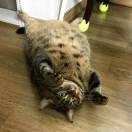 卢俊安的个人资料头像