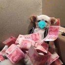 思皮吖的个人资料头像