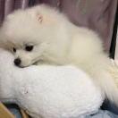 一只正在减肥的球球的个人资料头像