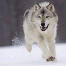 星火燎原就是我103699的个人资料头像