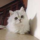 小焖鱼的个人资料头像