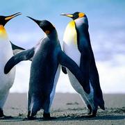 awayjin104072的个人资料头像