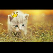 Maybe即刻就好的个人资料头像