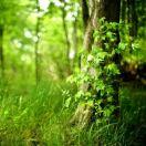 tree_gao的个人资料头像