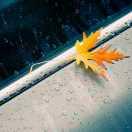 郑涵文的个人资料头像