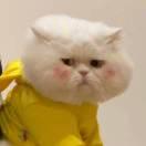 小百合的个人资料头像