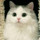 青梧n的个人资料头像