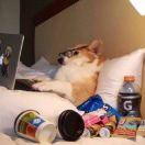 琛子的个人资料头像