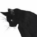 Cotary的个人资料头像