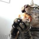 金氵胖的个人资料头像