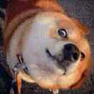 qakqs的个人资料头像