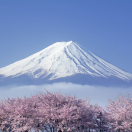 冰山本尊的个人资料头像