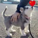 dramaqueen的个人资料头像