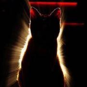 糖小猫就要有喵了的个人资料头像