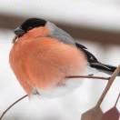 小等的个人资料头像