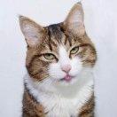 李龙不想说话的个人资料头像