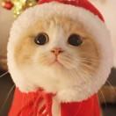 飞天小女警的个人资料头像